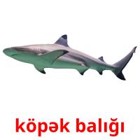 köpək balığı карточки энциклопедических знаний