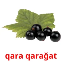 qara qarağat карточки энциклопедических знаний