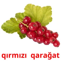 qırmızı  qarağat карточки энциклопедических знаний