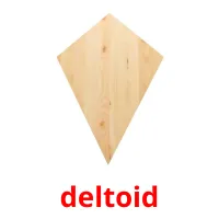 deltoid picture flashcards