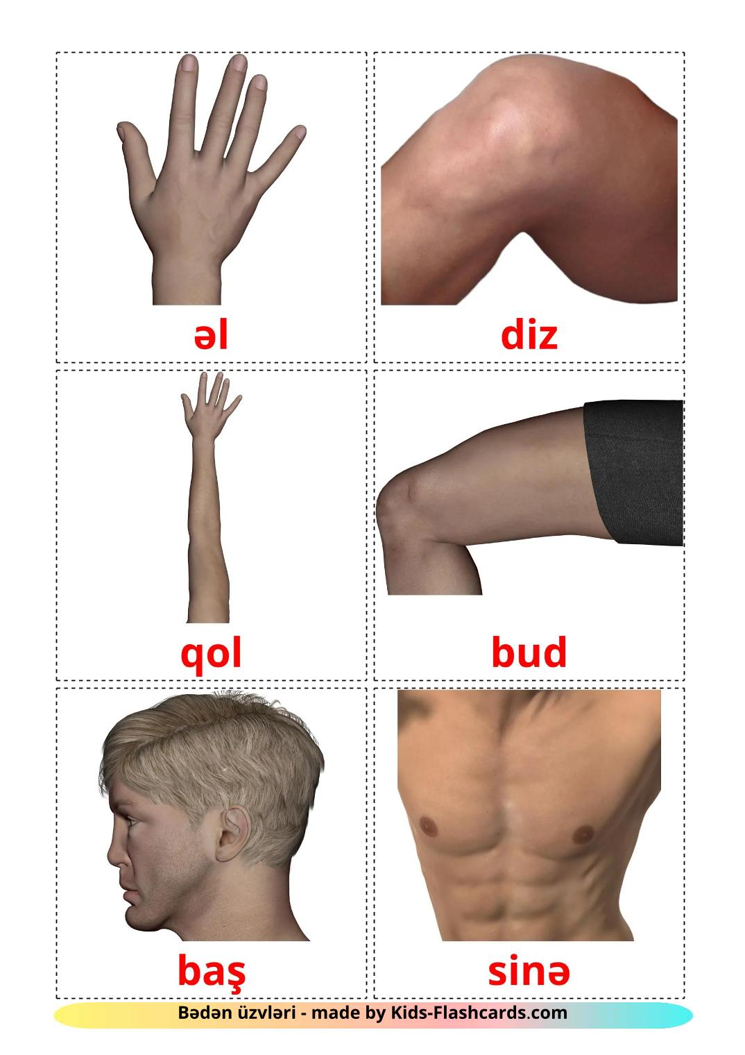 Body Parts - 26 Free Printable azerbaijani Flashcards 