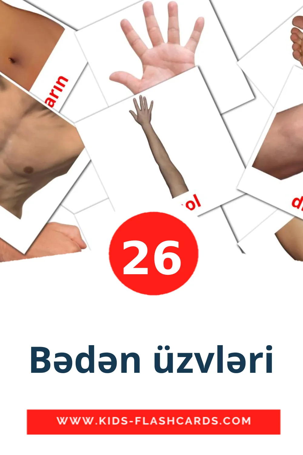 26 Bədən üzvləri Picture Cards for Kindergarden in azerbaijani