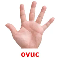 ovuc picture flashcards