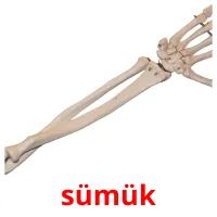 sümük picture flashcards