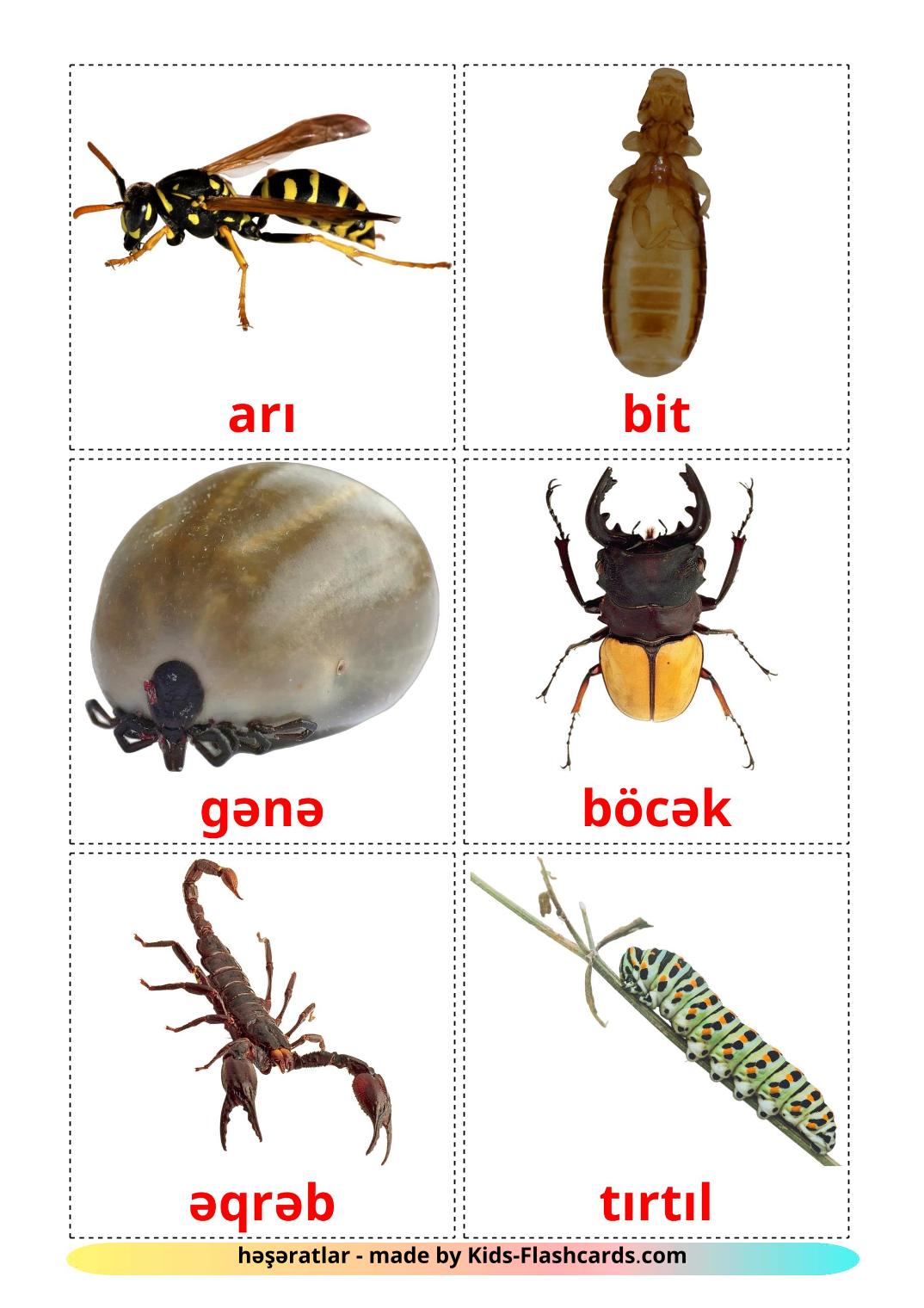 Insects - 23 Free Printable azerbaijani Flashcards 