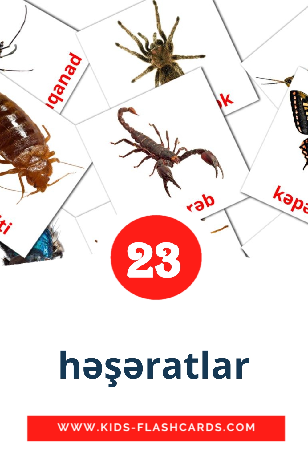 23 həşəratlar Picture Cards for Kindergarden in azerbaijani