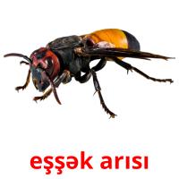 eşşək arısı карточки энциклопедических знаний