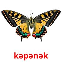 kəpənək card for translate