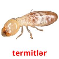 termitlər карточки энциклопедических знаний