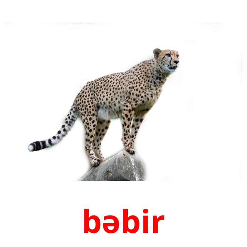 bəbir picture flashcards