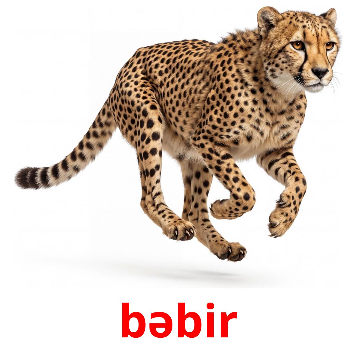 22 Printable Jungle animals Flashcards in Azerbaijani (Free PDF)