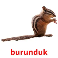 burunduk карточки энциклопедических знаний