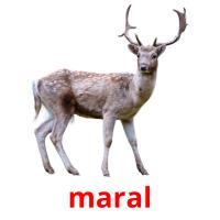 maral picture flashcards