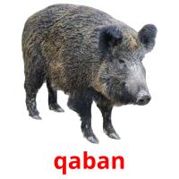 qaban picture flashcards