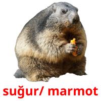 suğur/ marmot cartões com imagens