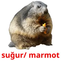 suğur/ marmot карточки энциклопедических знаний