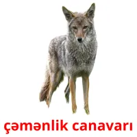 çəmənlik canavarı карточки энциклопедических знаний