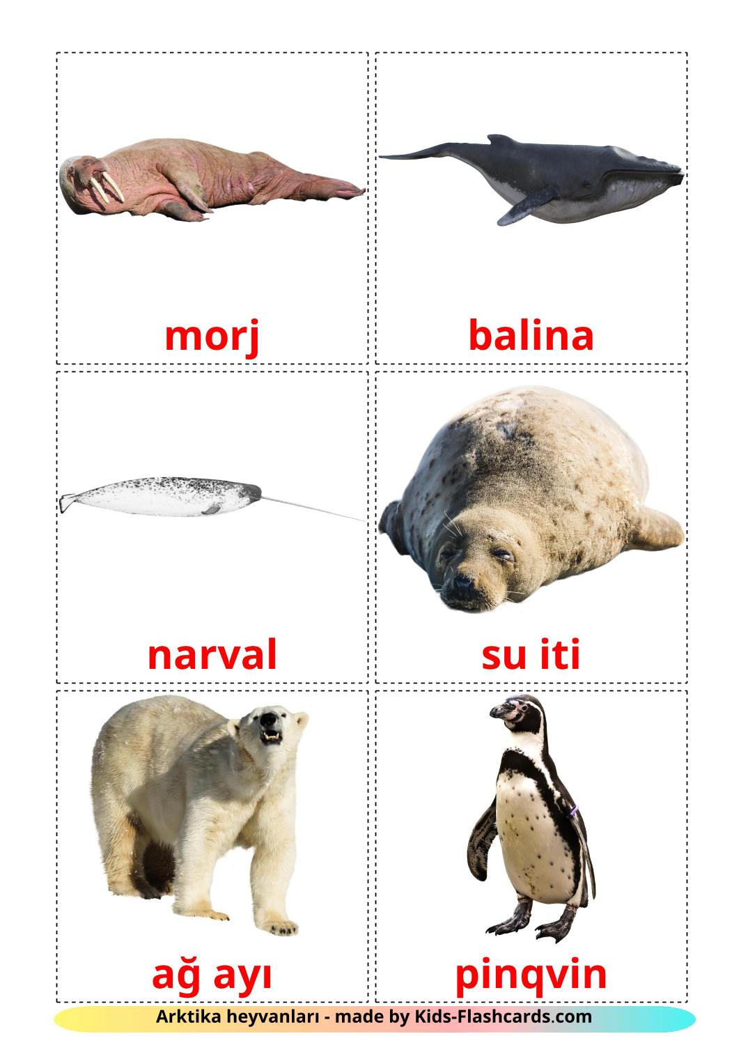 Arctic animals - 14 Free Printable azerbaijani Flashcards 