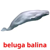 beluga balina карточки энциклопедических знаний