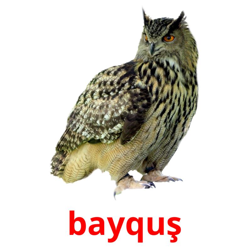 bayquş карточки энциклопедических знаний