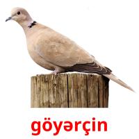 göyərçin picture flashcards