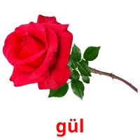 gül ansichtkaarten
