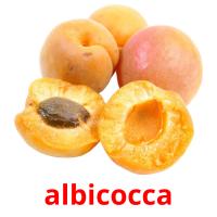 albicocca picture flashcards