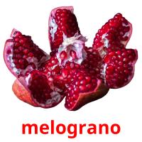melograno picture flashcards