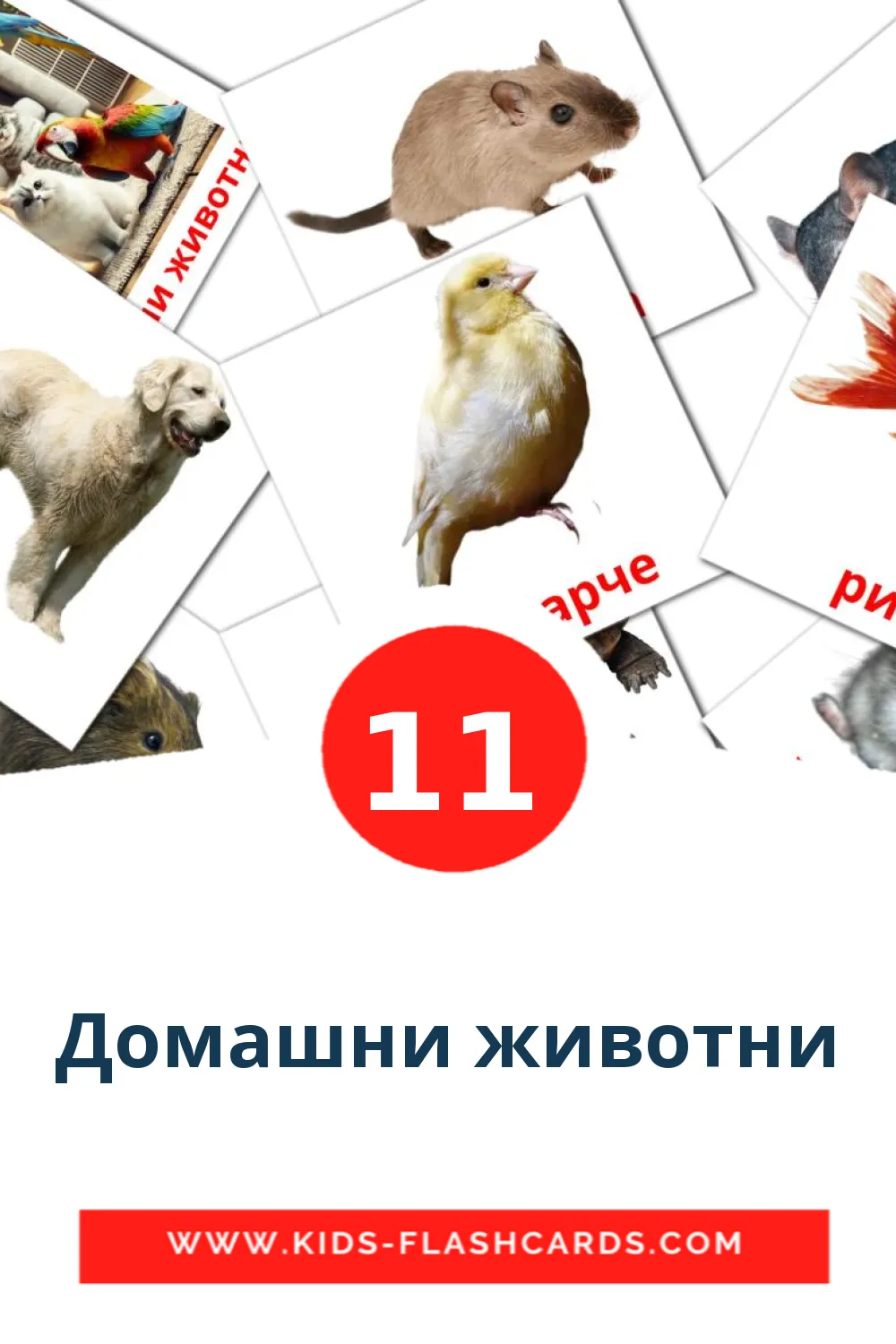 11 Домашни животни Picture Cards for Kindergarden in bashkir