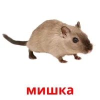 мишка picture flashcards