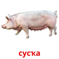 сусҡа billedkort for børn med billeder