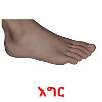 እግር Tarjetas didacticas