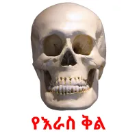 የእራስ ቅል Tarjetas didacticas