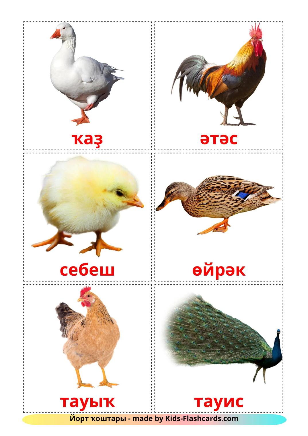 Farm birds - 12 Free Printable bashkir Flashcards 