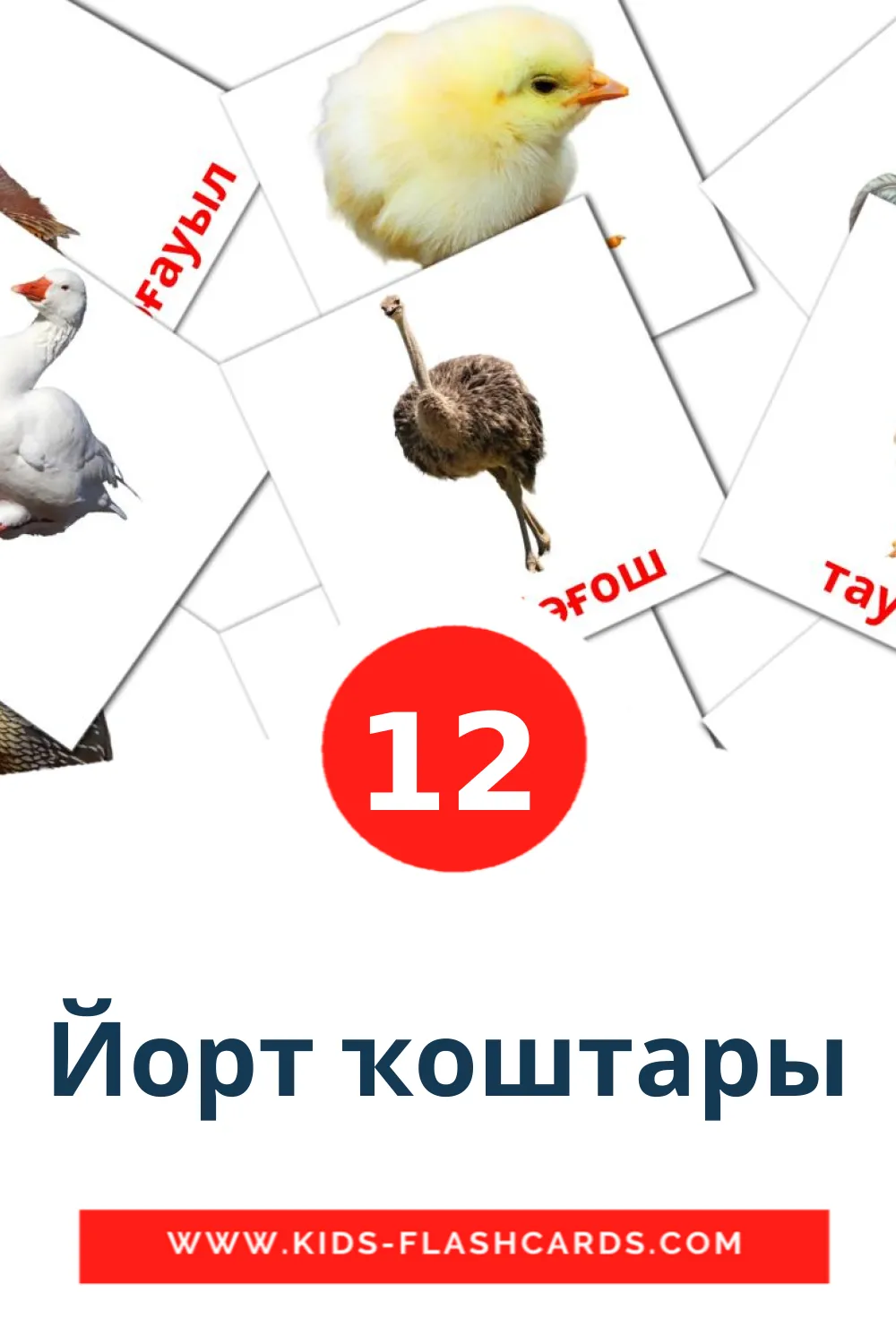 12 Йорт ҡоштары Picture Cards for Kindergarden in bashkir