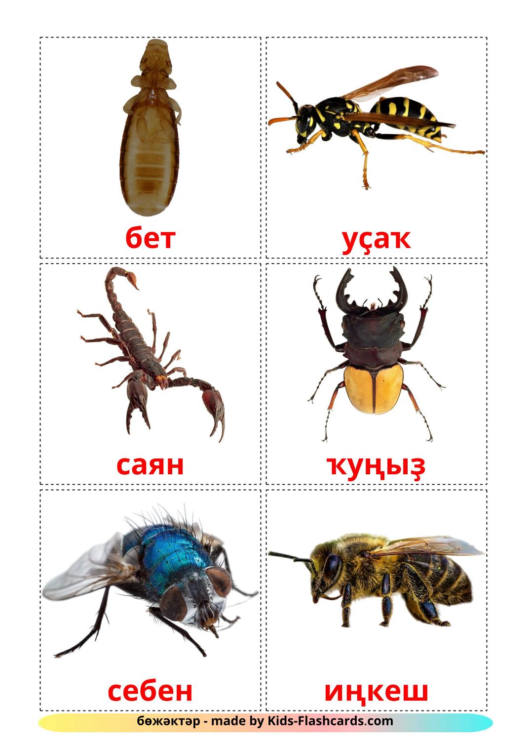 Insects - 23 Free Printable bashkir Flashcards 