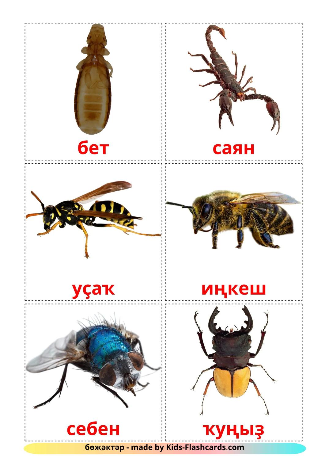 Insects - 24 Free Printable bashkir Flashcards 