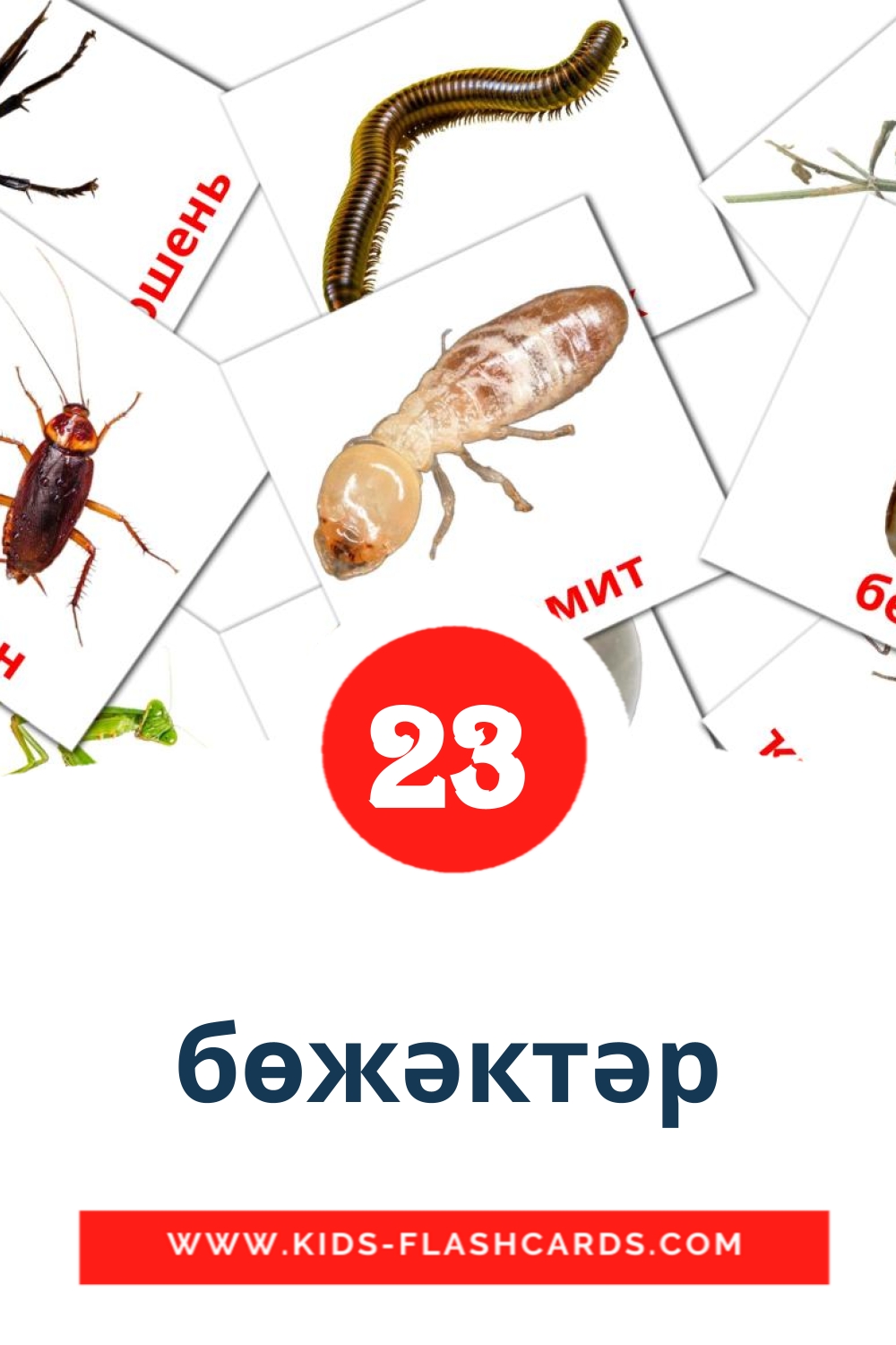23 tarjetas didacticas de бөжәктәр para el jardín de infancia en brashkir