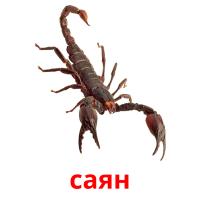 саян picture flashcards