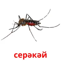 серәкәй picture flashcards