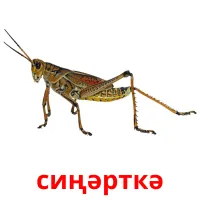 сиңәрткә picture flashcards