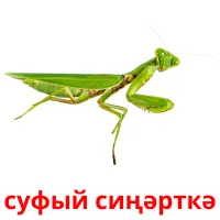 суфый сиңәрткә picture flashcards