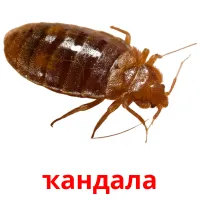 ҡандала picture flashcards