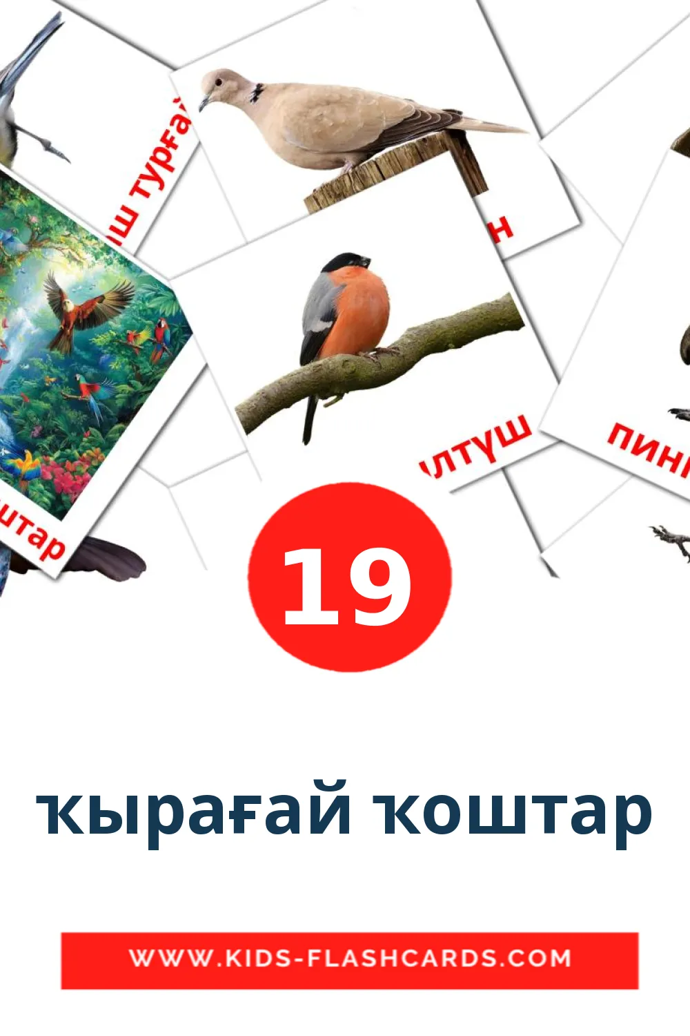 19 ҡырағай ҡоштар Picture Cards for Kindergarden in bashkir