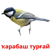 ҡарабаш турғай picture flashcards