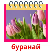 буранай ansichtkaarten