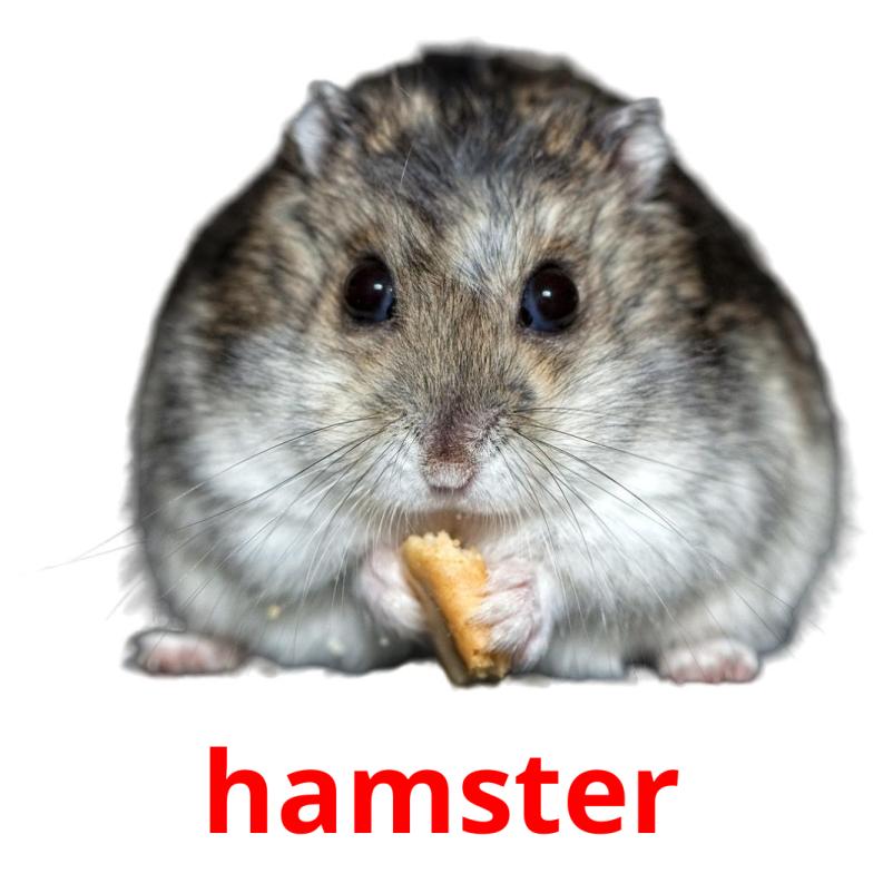 hamster flashcards illustrate