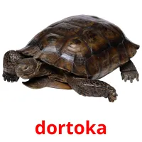 dortoka cartões com imagens