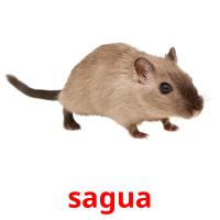 sagua picture flashcards