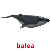 balea Bildkarteikarten